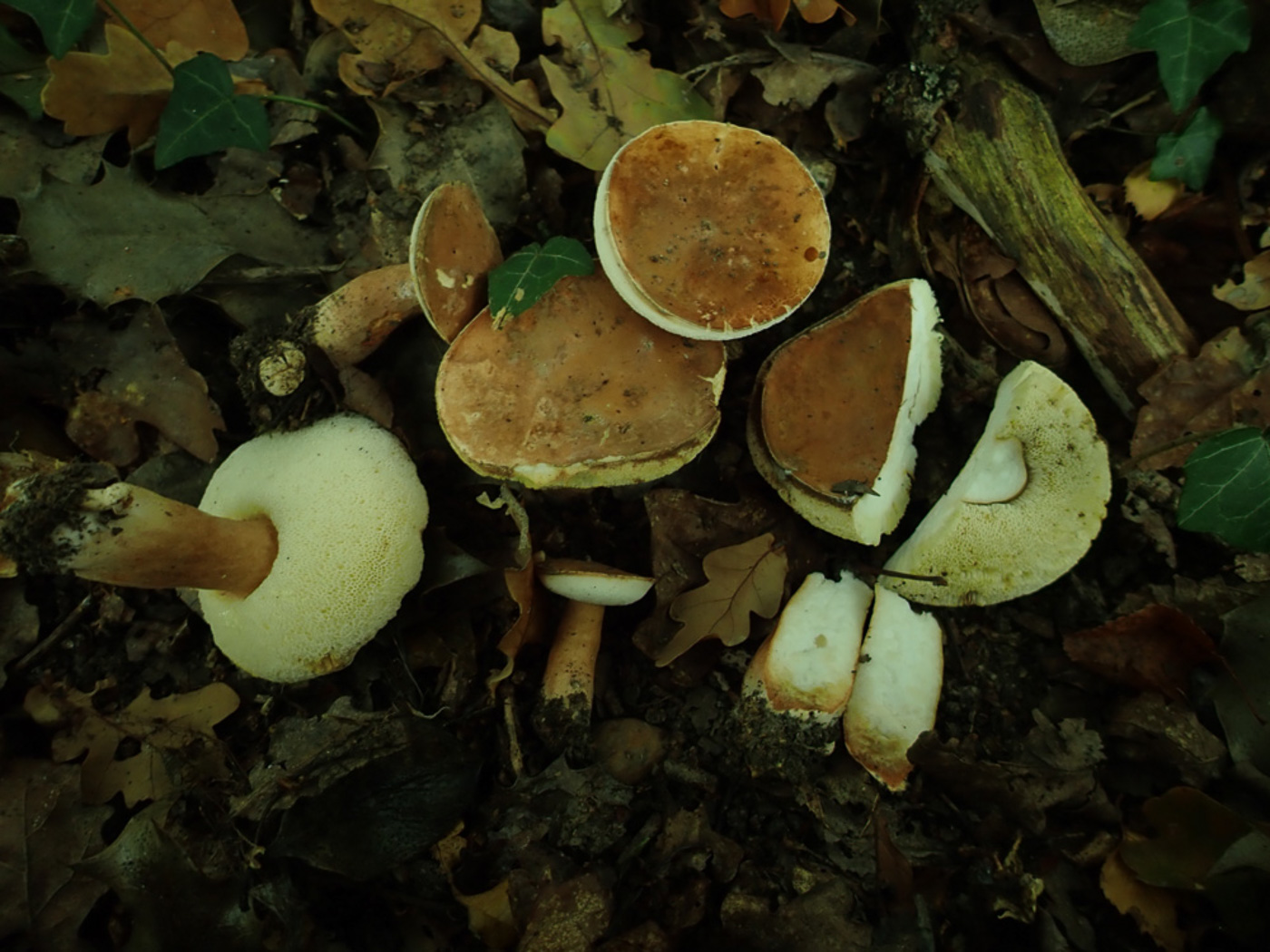 Photo © Penny Cullington Gyroporus canstaneus by Penny Cullington